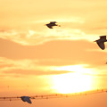 写真: 夕日に鷺たちが飛ぶ