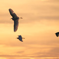 写真: 夕焼けに鷺たちが飛ぶ