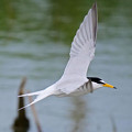 写真: 沼上を飛ぶコアジサシ2