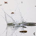 写真: コアジサシ飛び込み漁2