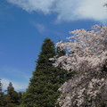 写真: 桜日和