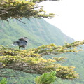 写真: 夏登山　赤岳の動植物5　ホシガラス