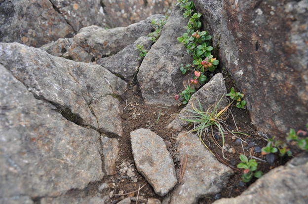 写真: 夏登山　赤岳の動植物7　コケモモ