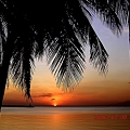 マニラ湾椰子の葉陰