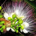 Barringtonia asiatica (Fish Poison Tree)