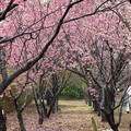 写真: 春雨の中のサクラ並木