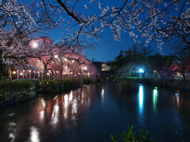 写真: 春雨降る夜桜と神池と