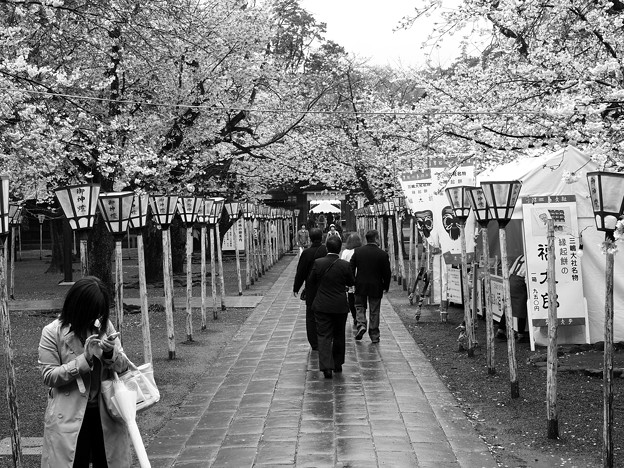 写真: 雨上がりの桜並木な参道