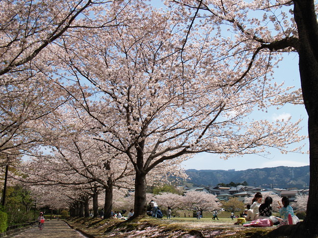 写真: 桜の下で寛ぐ休日 *ａ