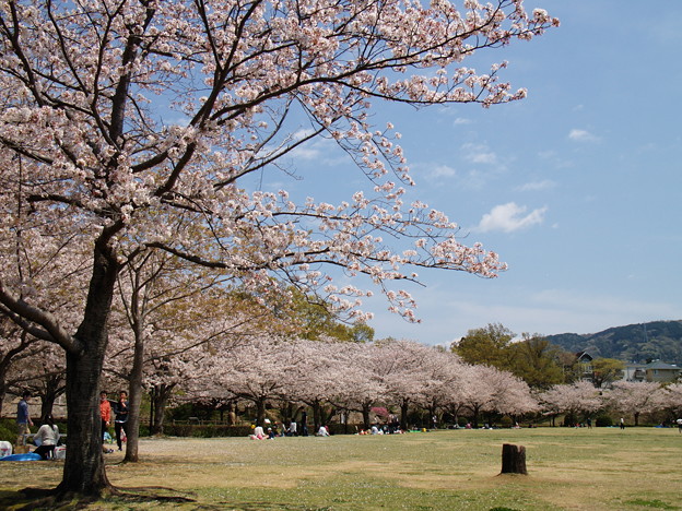 写真: 桜の下で寛ぐ休日 *ｂ