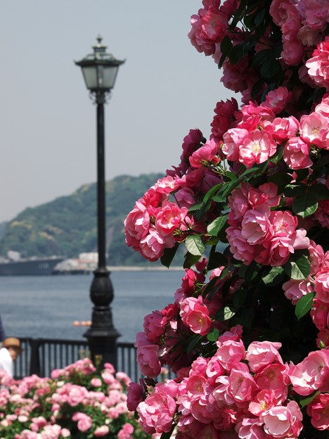 写真: 街灯と薔薇と港と