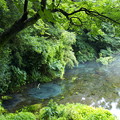 写真: 湧水溢るる柿田川 *ａ