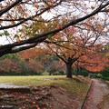 写真: 晩秋の雨に濡れた桜並木 *a