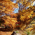 写真: 秋の陽射しを浴びるメタセコイア
