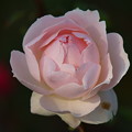 写真: 初冬に咲く薔薇 *ｃ