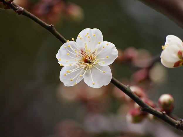 写真: 梅は咲いたか桜は未だかいな *ｂ