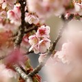 写真: 熱海桜は咲き始め〜前ボケ桜に包まれて