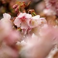 写真: 春の香り〜熱海桜 *ａ