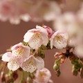 写真: 春の香り〜熱海桜 *ｃ