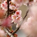 写真: 春の香り〜熱海桜 *ｂ