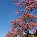 写真: 仰げば、みなみの桜