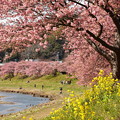 写真: 春色に染まった青野川