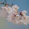 写真: 桜咲くせせらぎ −ｄ