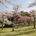 写真: 高原に咲くサクラ