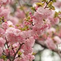 日本の桜、その珍種 -a