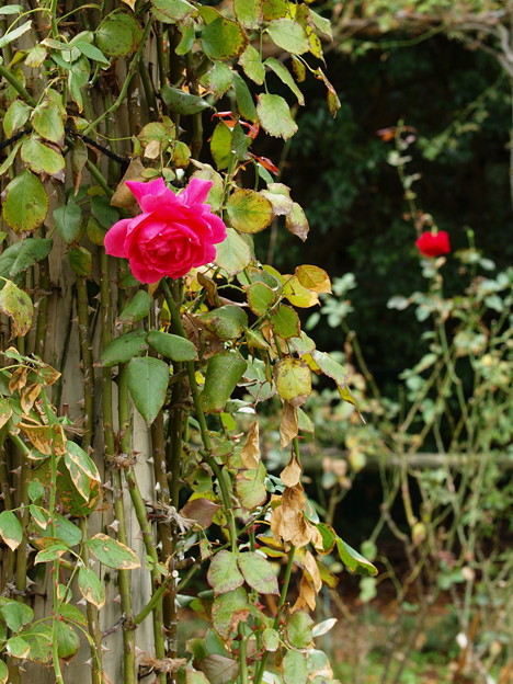 写真: 朽ちてもなお咲く秋薔薇