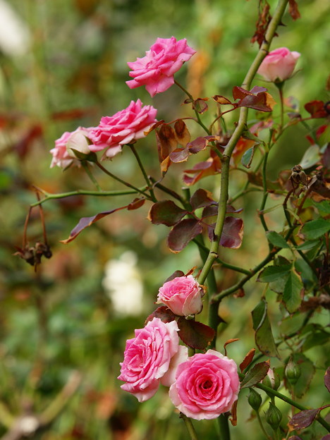 写真: ガーデンを彩る秋薔薇