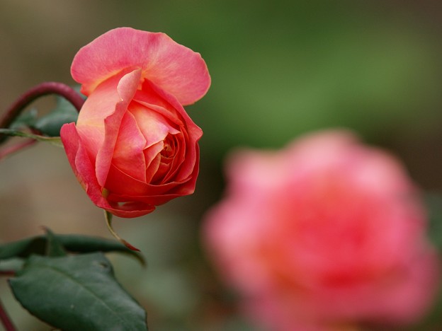 写真: 秋薔薇の香り漂うガーデン