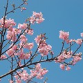 写真: 春を告げる青い空