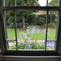 写真: 窓の外の夏花