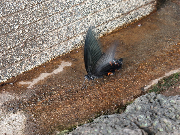 写真: 地上に舞い降りたアゲハチョウ