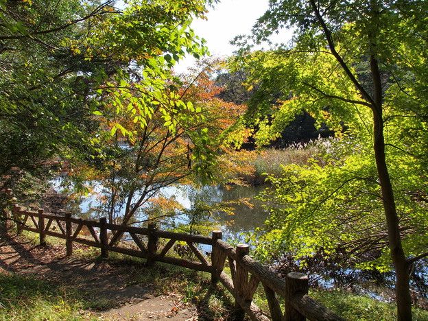写真: 秋色に染まり始めた湖畔