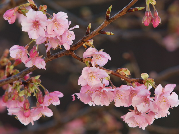 写真: 令和最初の河津桜