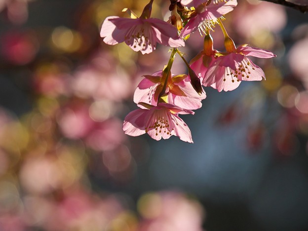写真: 柿田川公園にも春の足音が…