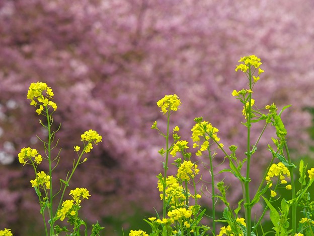 写真: 春の香りと春の色