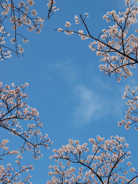 春の青空〜うっすら雲と