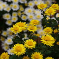 写真: 小菊の黄色い声援