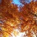 写真: 秋色メタセコイアと晩秋の青空