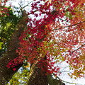 写真: 秋の彩