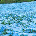 写真: 青い絨毯