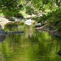 写真: 緑を映す直瀬川