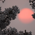 写真: 桜と日の出