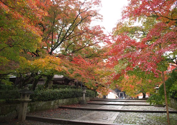 写真: 京の紅葉・真如堂（１）H28,11,15