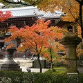 写真: 京都・永観堂（２）H28,11,15