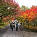 写真: 京都・南禅寺（１）　H28,11,15