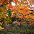 写真: 京都・北野天満宮（６）H28,11,17
